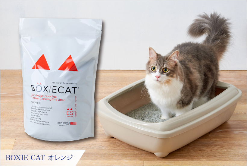 BOXIE CAT オレンジ