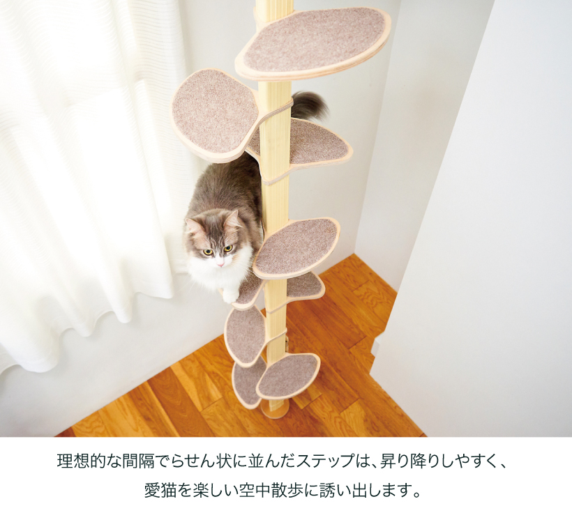 キャットバンテージプラスver2
