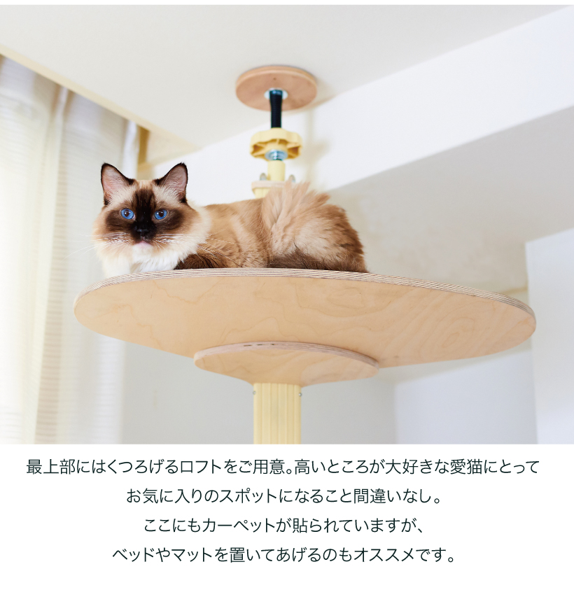 キャットバンテージプラスver2