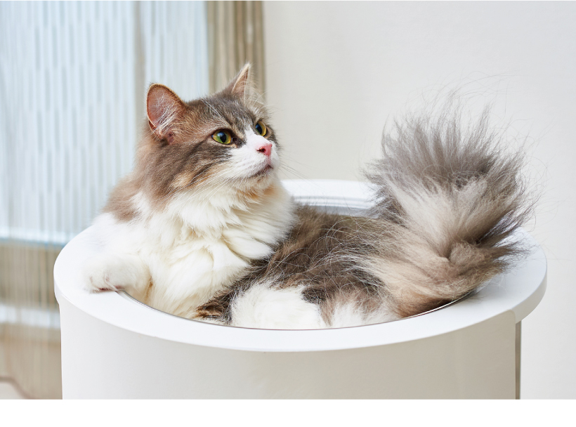 キャットクリアカプセル シリンダー
