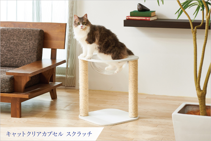 キャットクリアカプセル スクラッチ