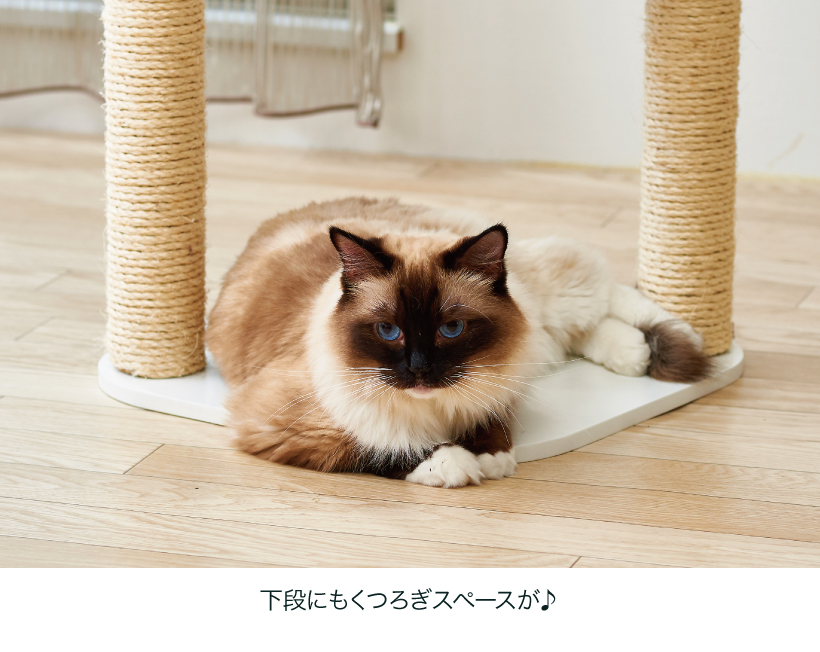 キャットクリアカプセル スクラッチ