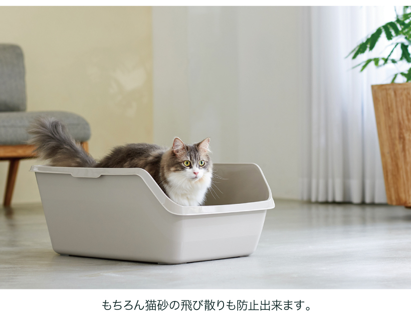 HY Cat