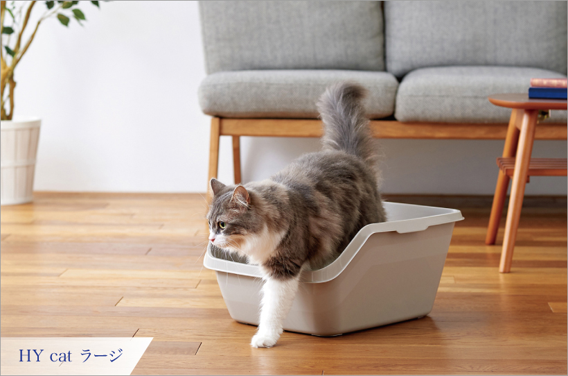 HY Cat