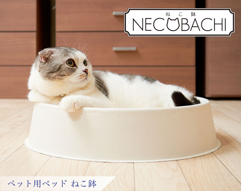 ねこ鉢