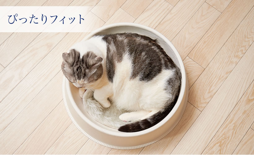 ねこ鉢