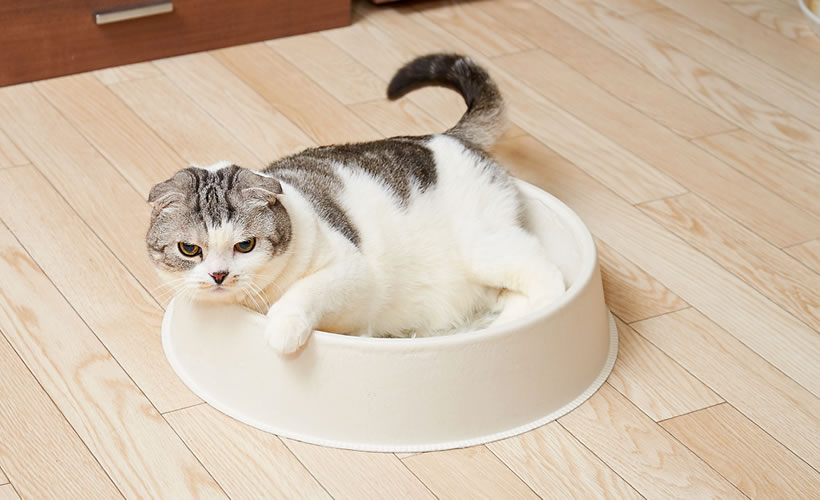 ねこ鉢