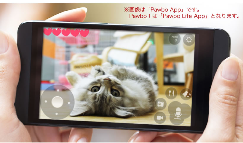 Pawbo+(パウボプラス)