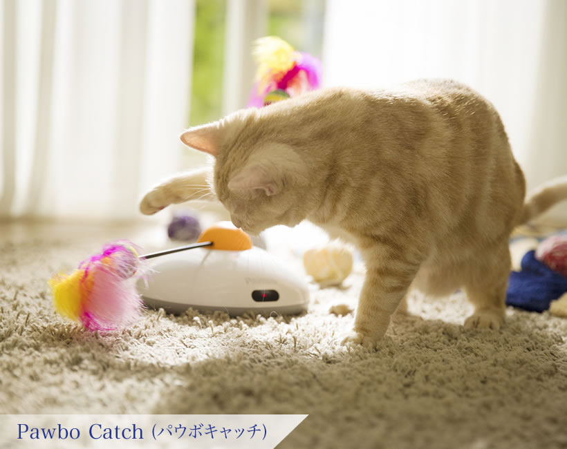 Pawbo Catch