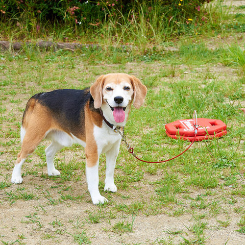 K9アンカー動画制作