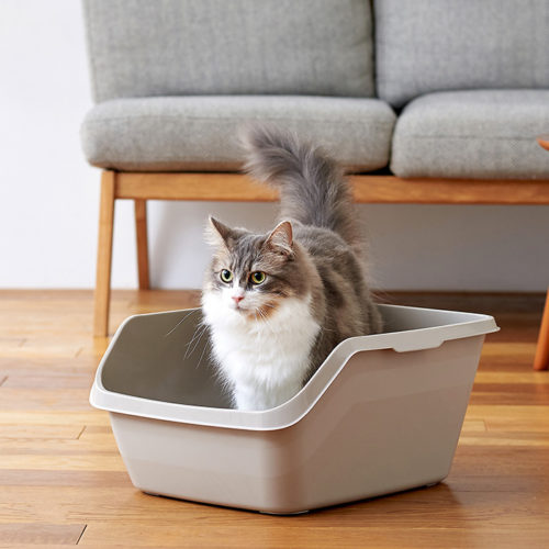 「HY cat (ハイキャット)」が発売されました。