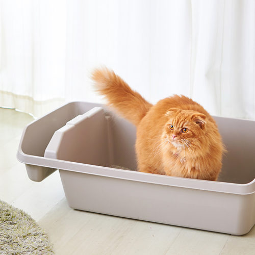 「HY REX(ハイレックス)」が発売されました。