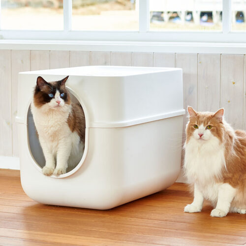 猫トイレの英語名