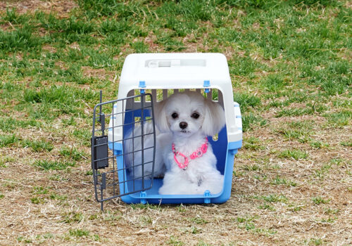 小型サイズの仲間が追加