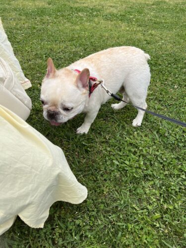 スタッフ犬が朝礼に参加