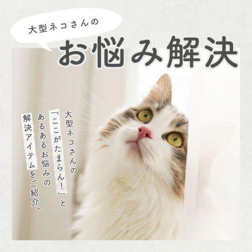 お悩み解決/大型ネコにまつわる問題