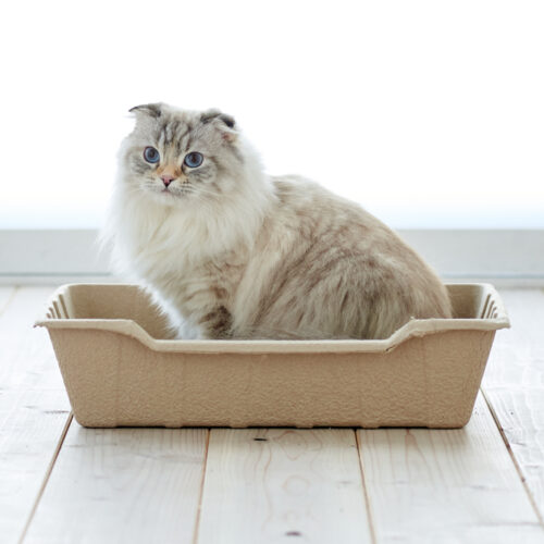 「ECO CAT TRAY」が発売されました。