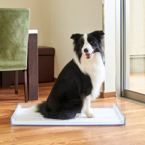 いぬの読みものに「クリアレット(L)」が紹介されました