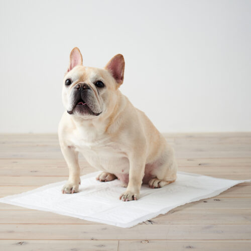 「メッシュガードシーツ」が発売されました。