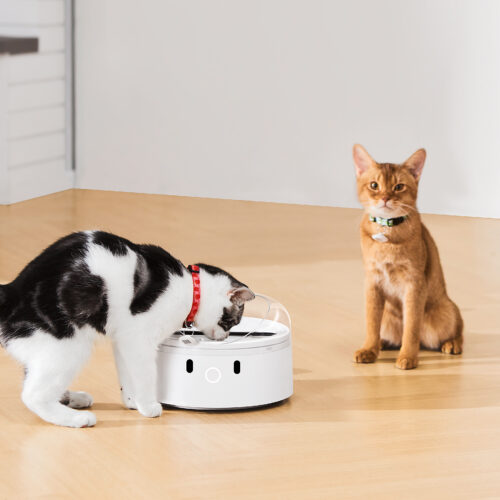 「 横取り防止自動給餌器 CATLINK RFID Pet Feeder」が発売されました。